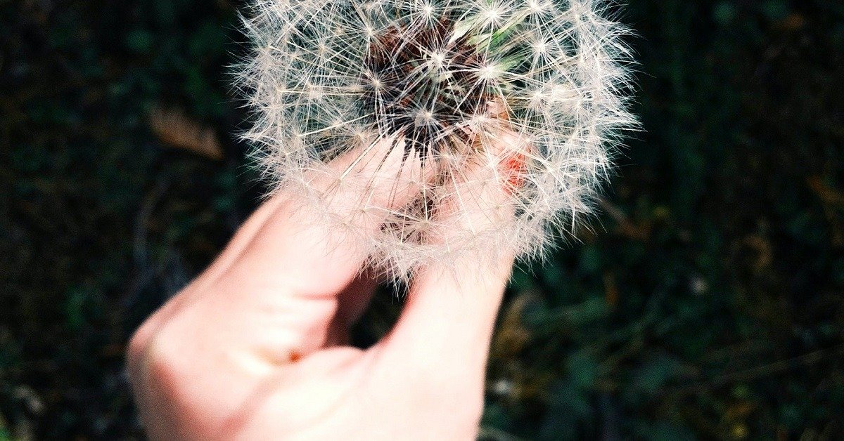 hand holding a dandelion