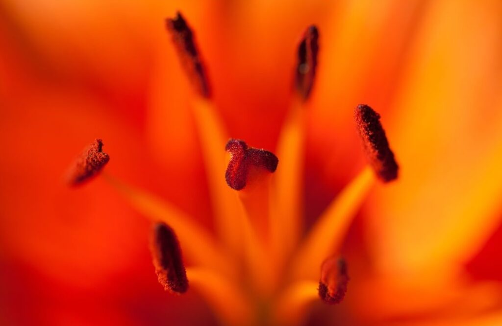 pollen on an orange flower