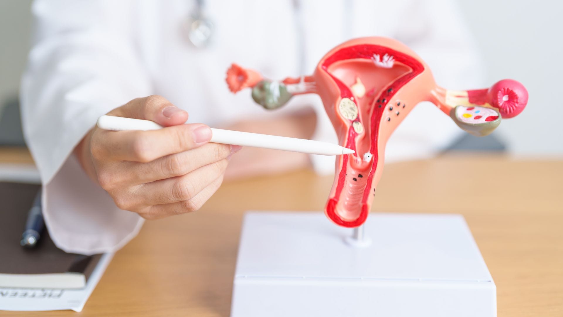 Doctor pointing at a model of the female reproductive system.