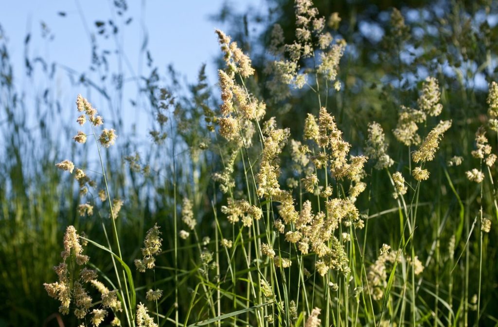 grass pollen