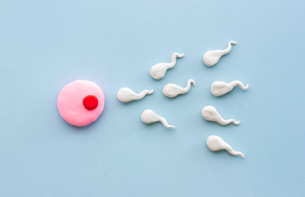 weight loss and fertility