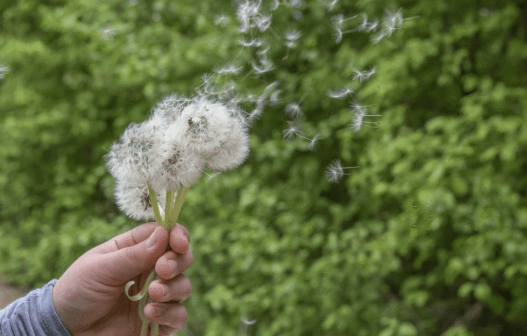Hand holding dandelion seed heads outdoors as seeds blow through the air during spring pollen season.