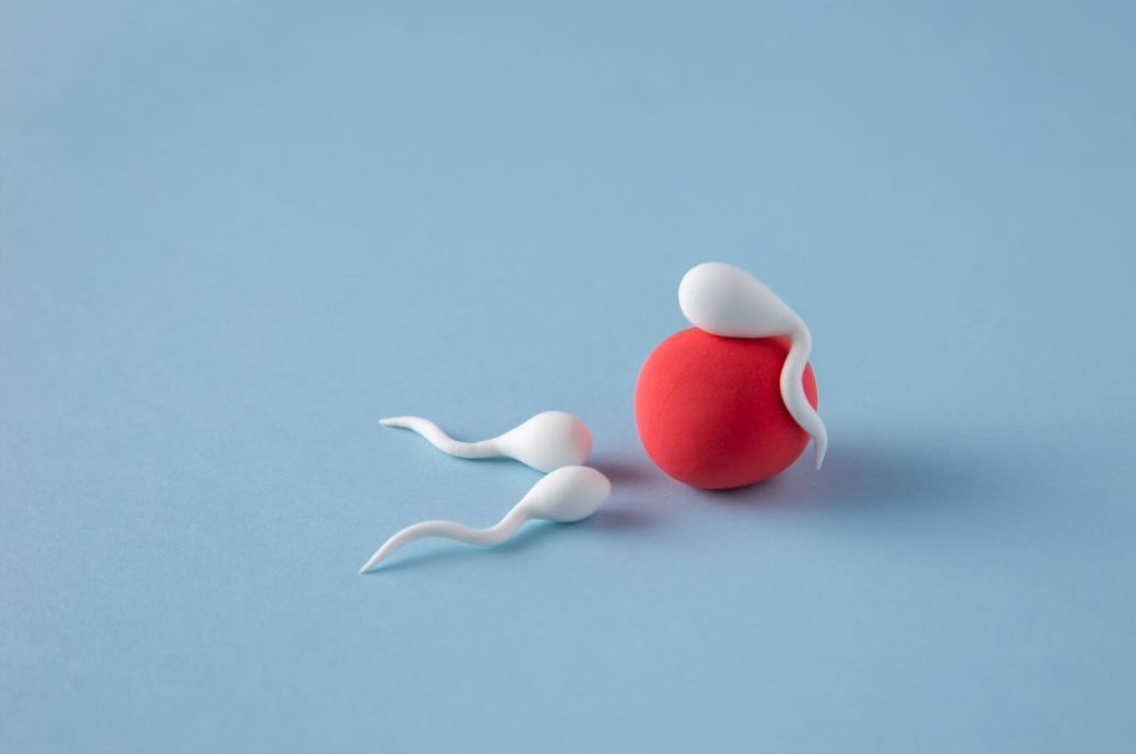 Sperm surrounding an egg during ovulation and fertilisation